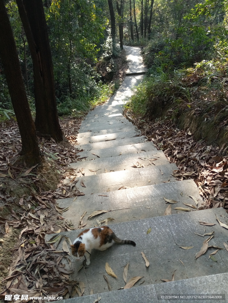 小猫爬山 小猫爬楼梯 包里的猫