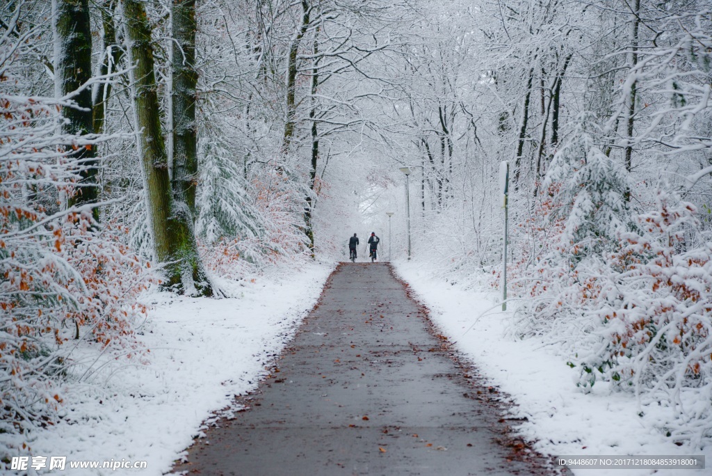 冬天树木雪景小路图片