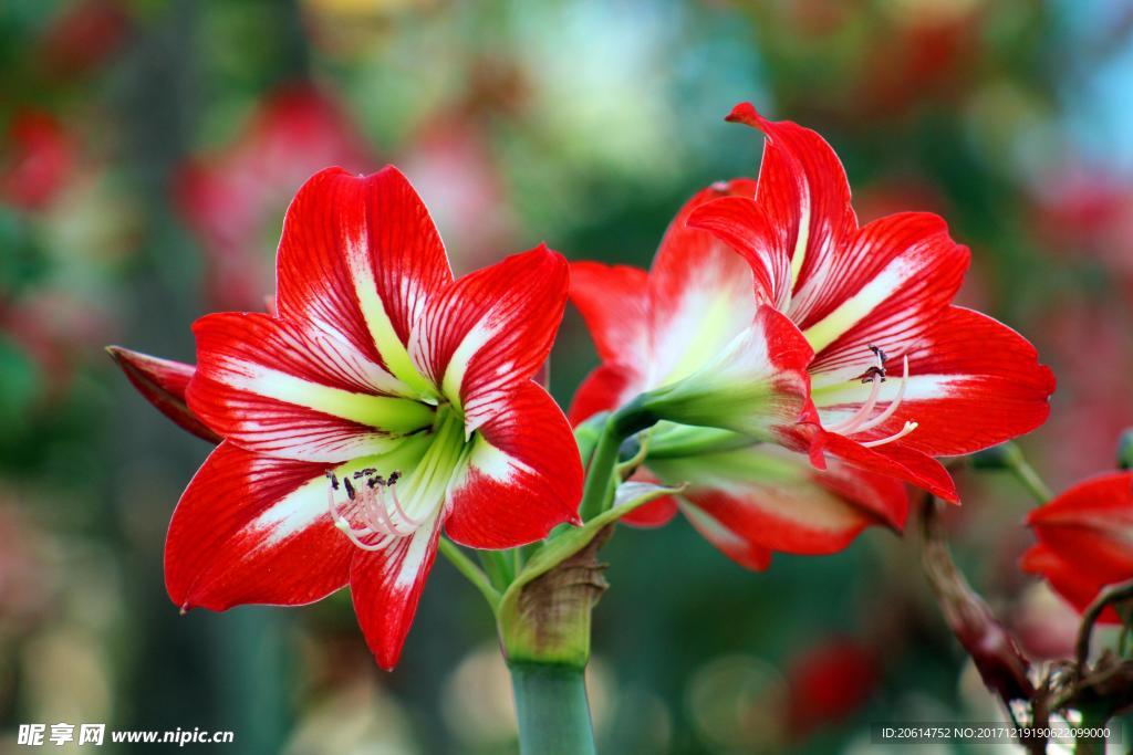 紅色牽牛花
