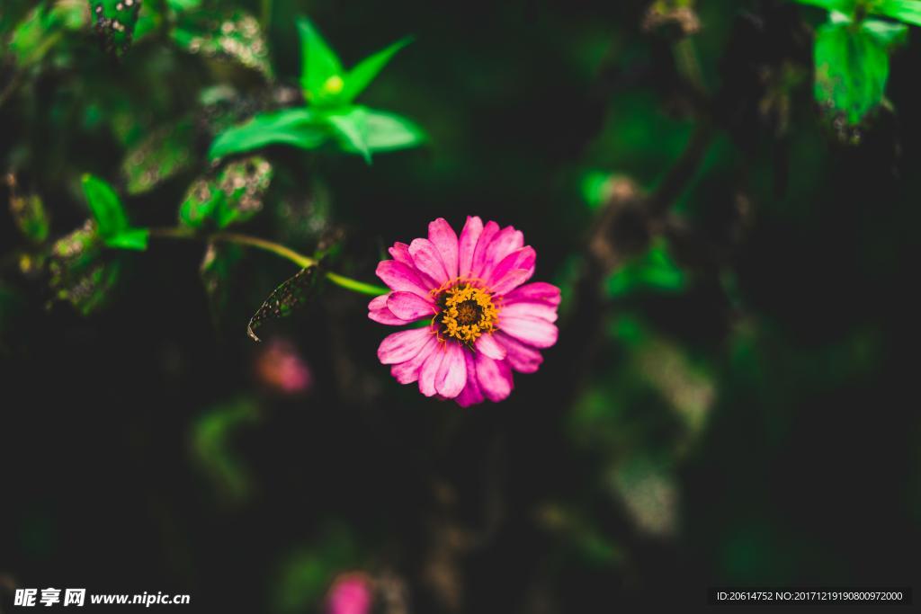 可愛的小紅花