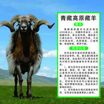藏羊  展板 宣传栏