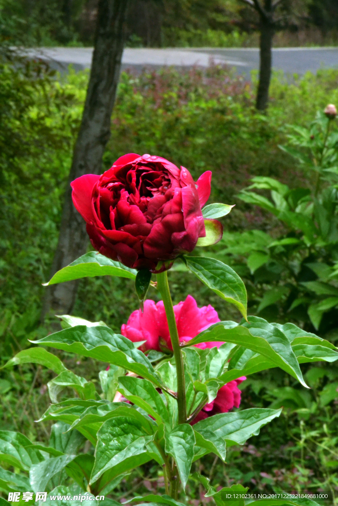 芍藥