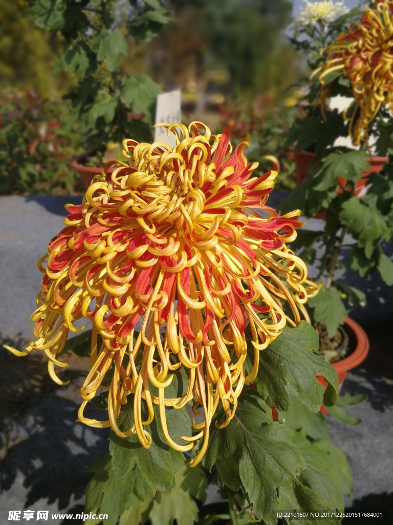 菊