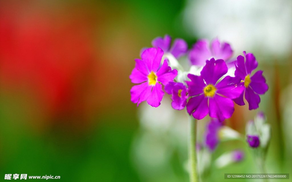 報春花