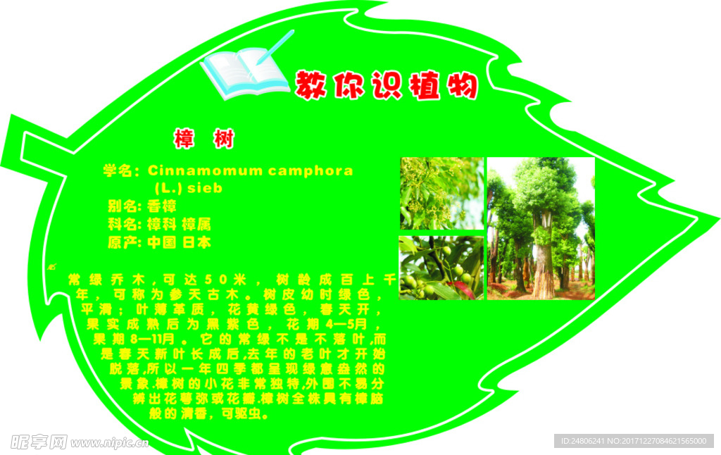 異性樟樹介紹