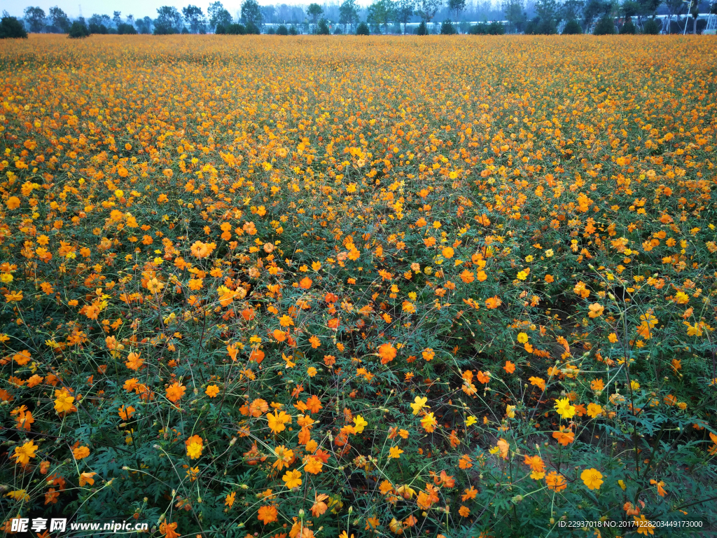 太陽花 花園