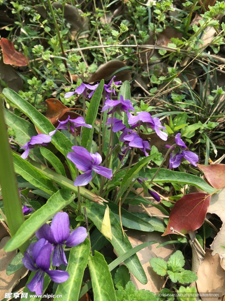 花