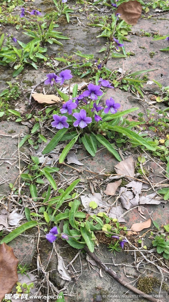 花