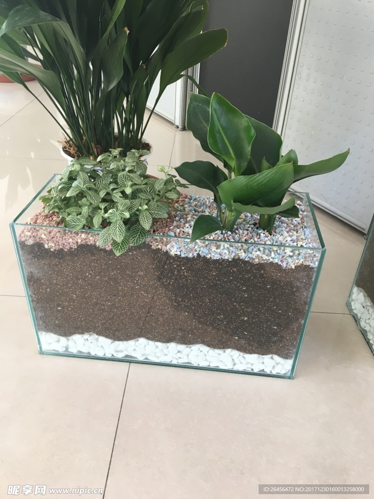 盆栽