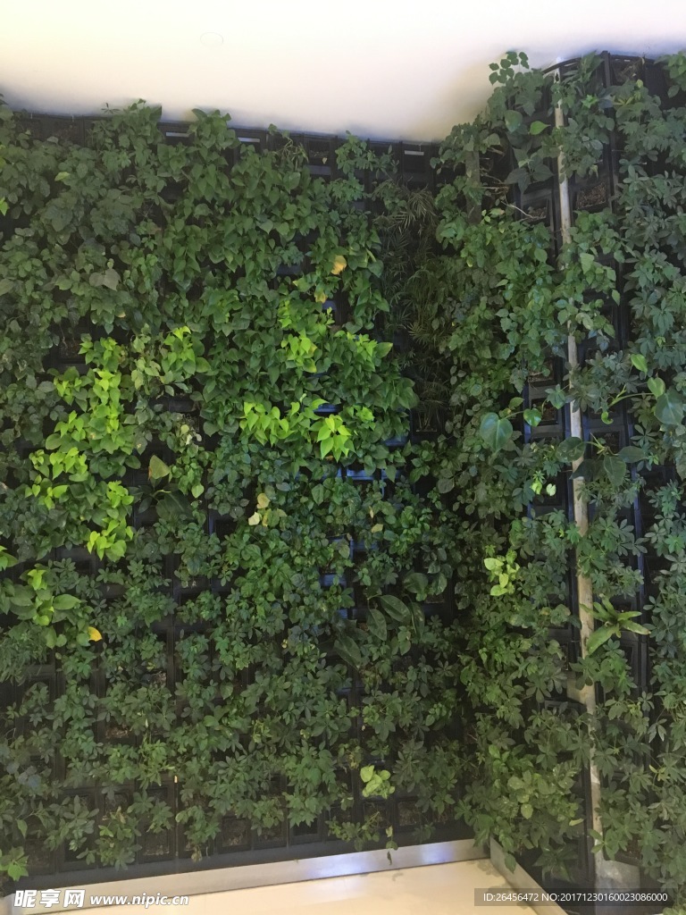 墻植