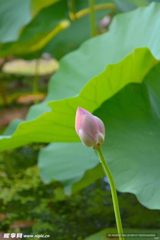 花苞