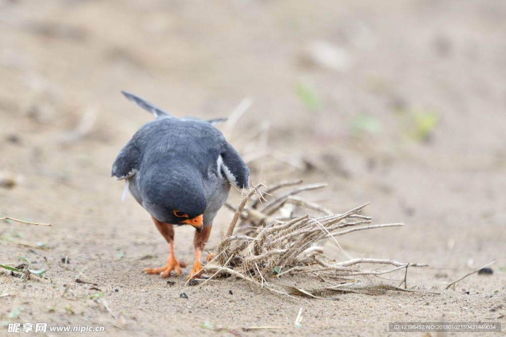 阿穆爾隼鳥
