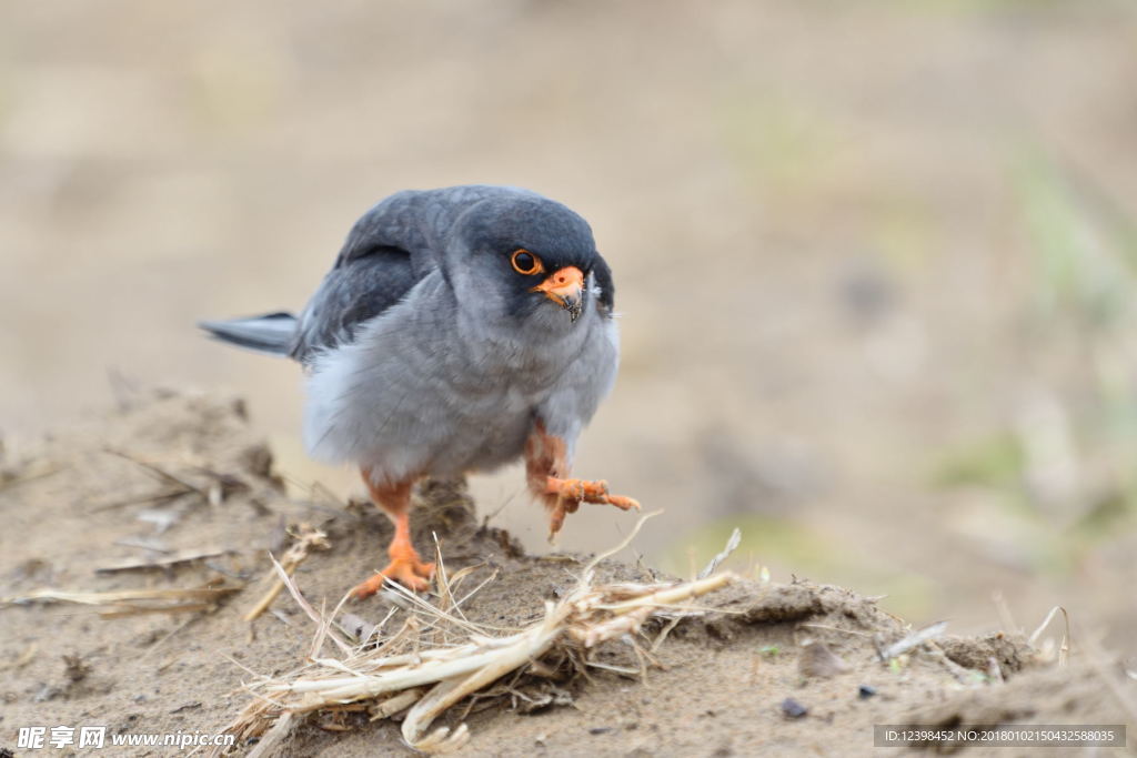 阿穆爾隼鳥