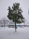 雪中树景