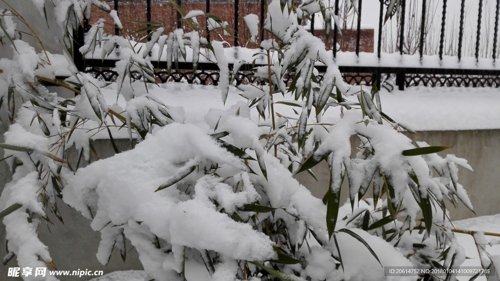 竹葉上的積雪