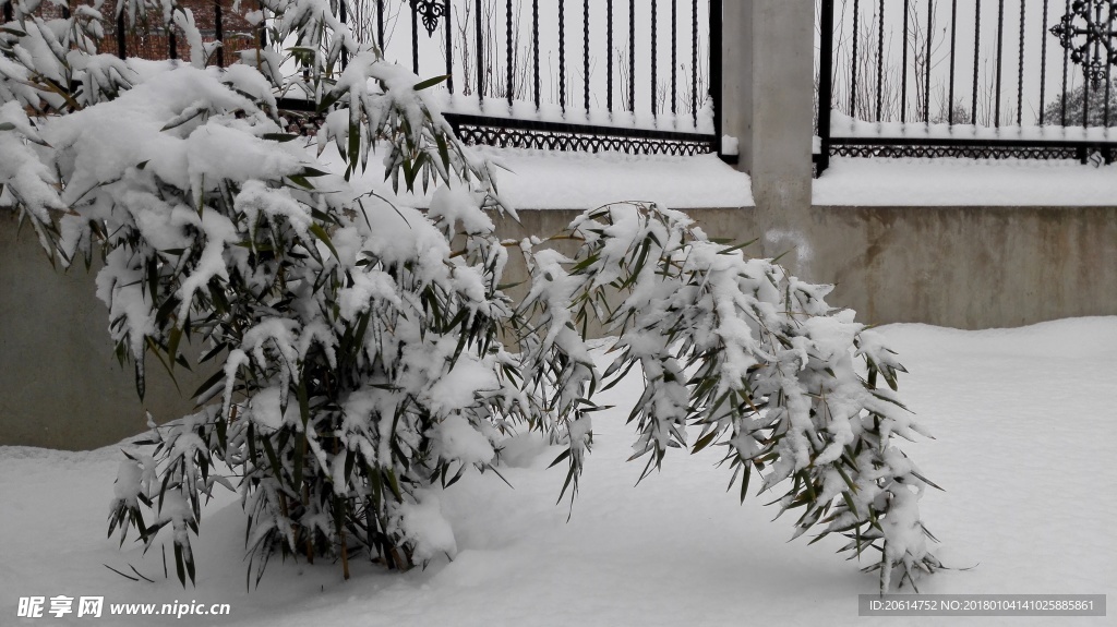 竹葉上的積雪