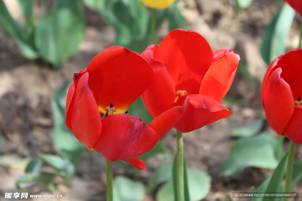 賞花