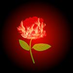 火焰玫瑰