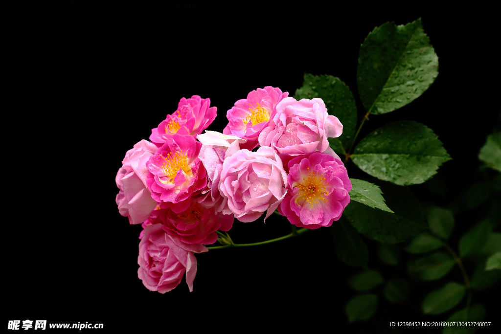 薔薇
