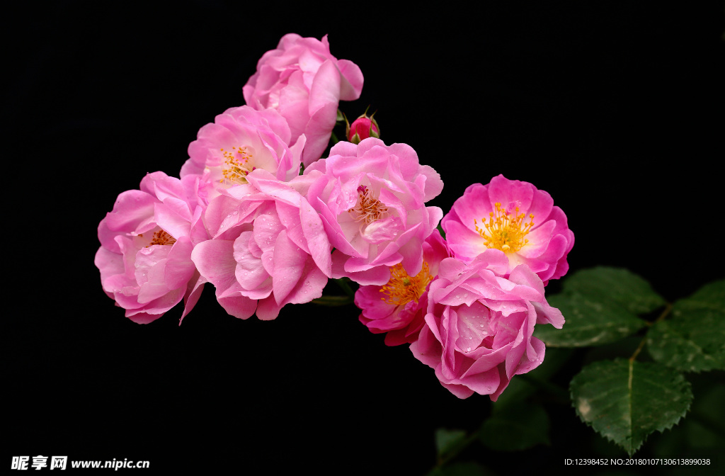 薔薇花