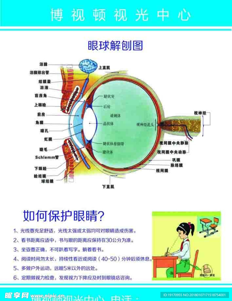 眼球解剖