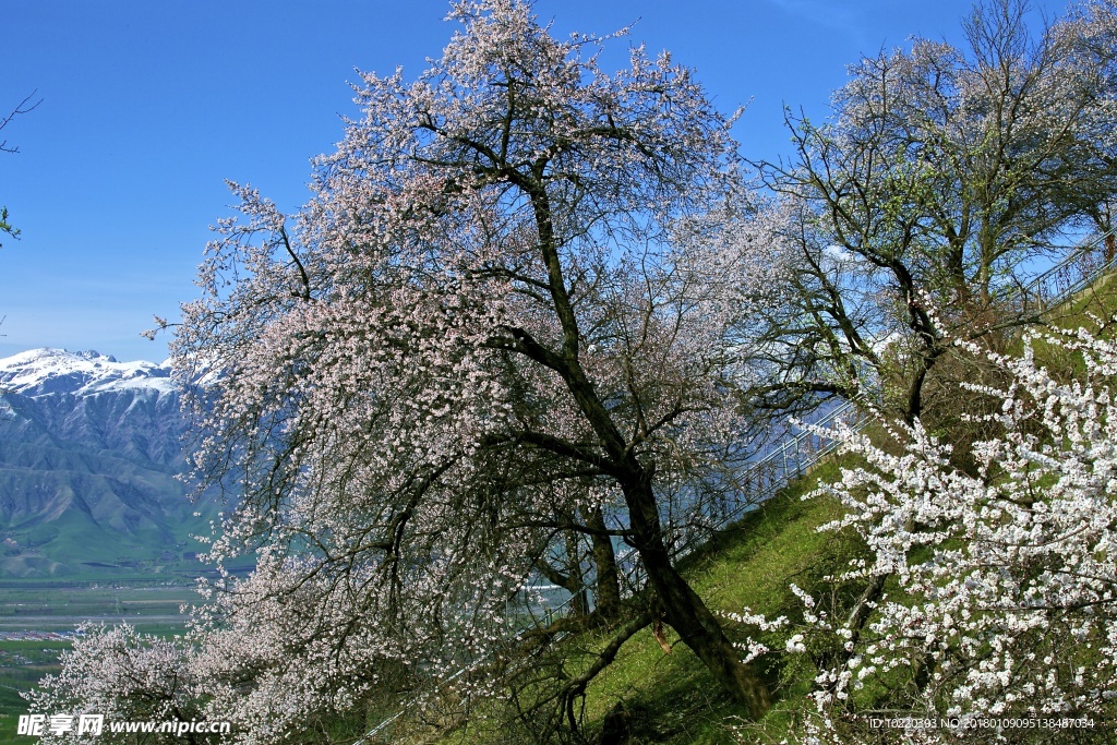 雪山櫻花