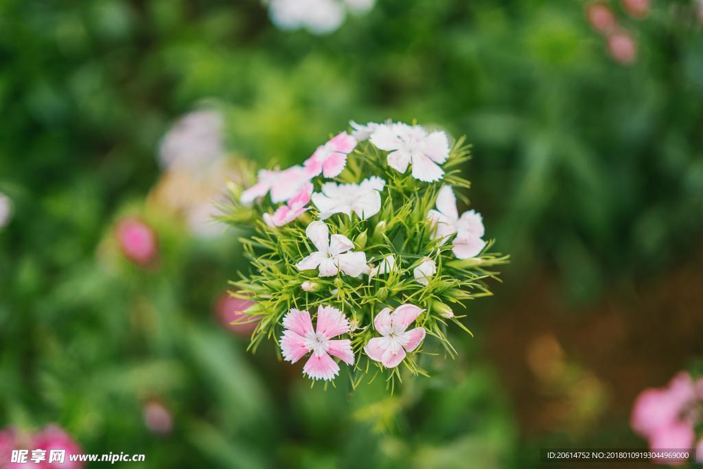美麗的鮮花
