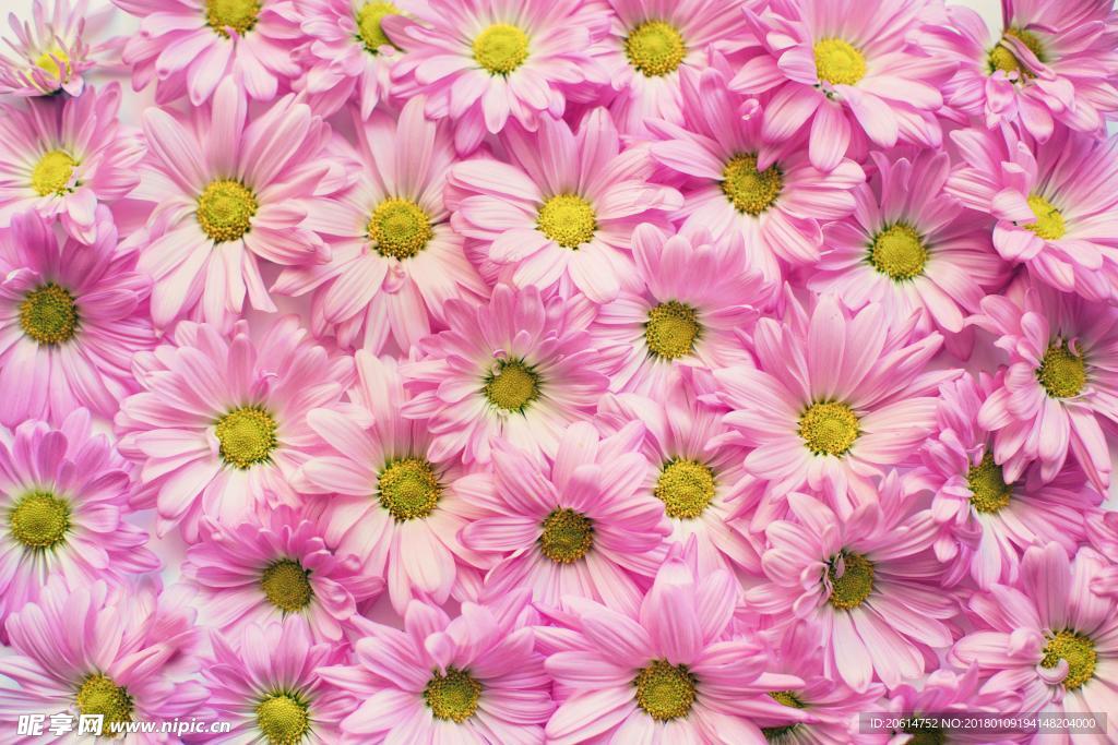 粉色菊花