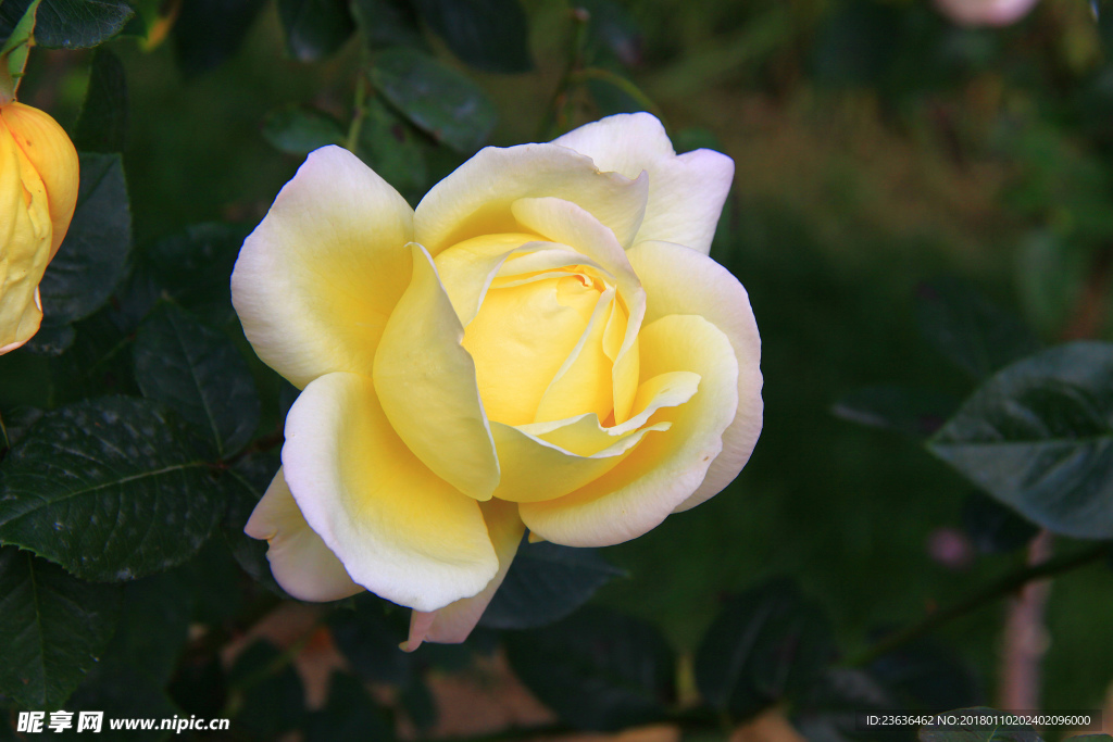 秋拍 精品 高清 特写月季花