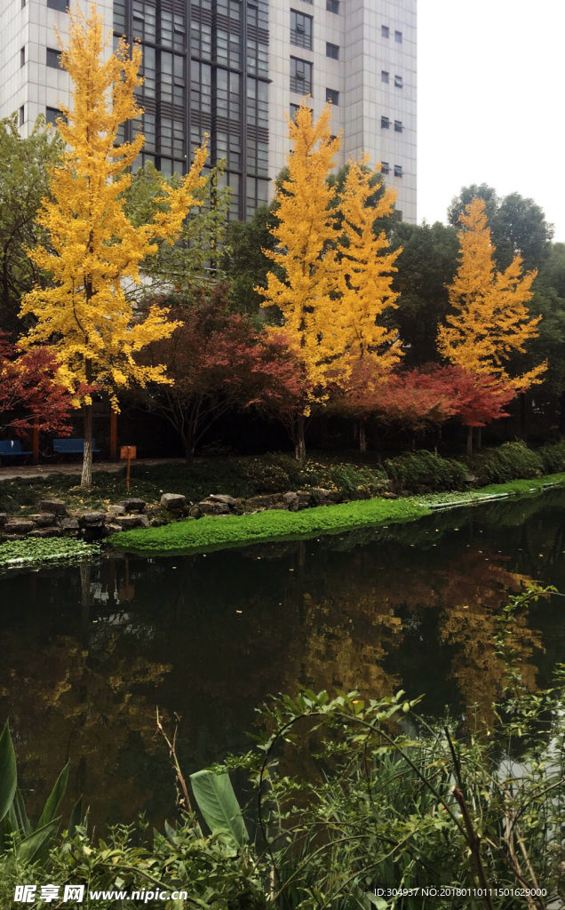 紅楓銀杏