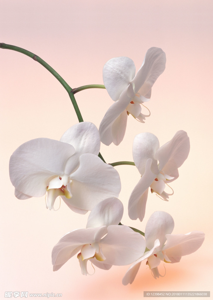 白色鮮花