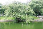 湖边榕树