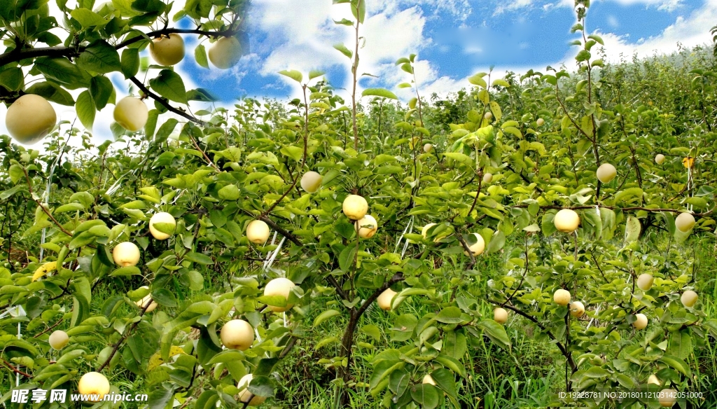 華鎣山梨園示范區(qū)