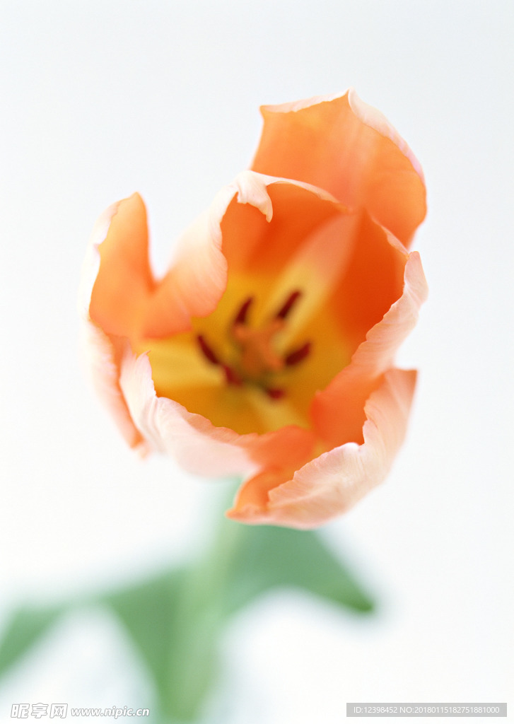 黃色鮮花