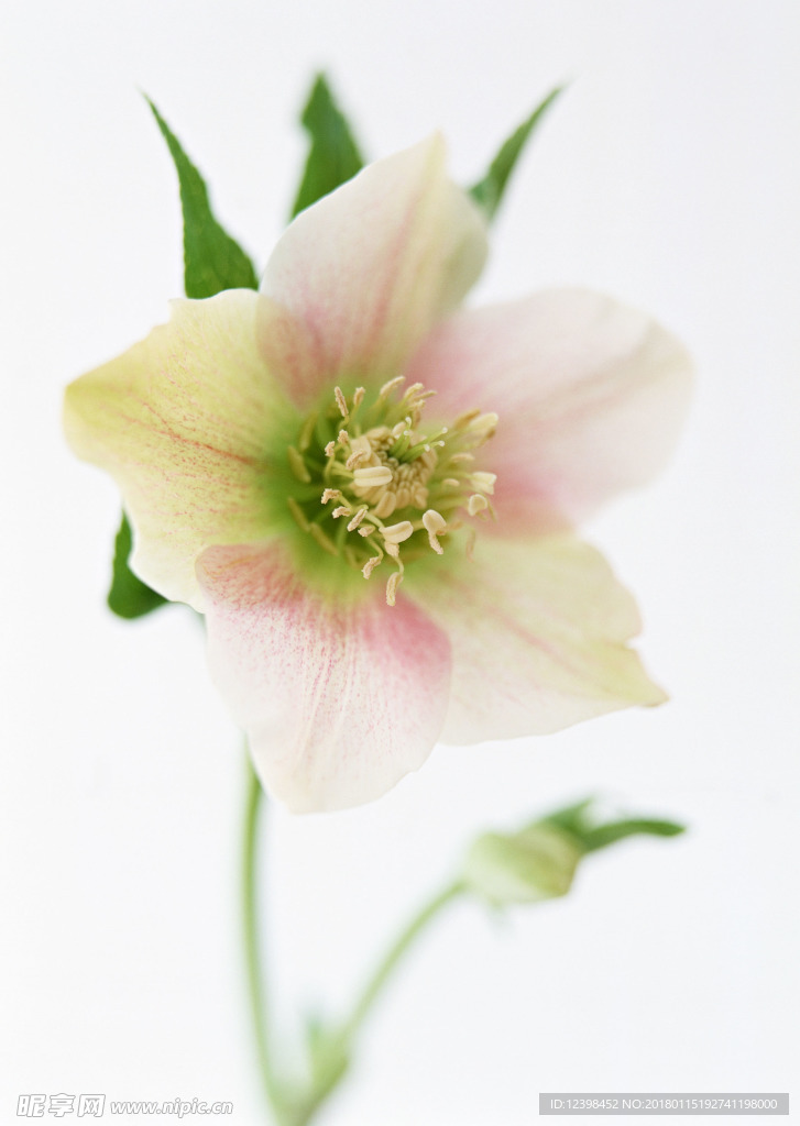美麗百合花