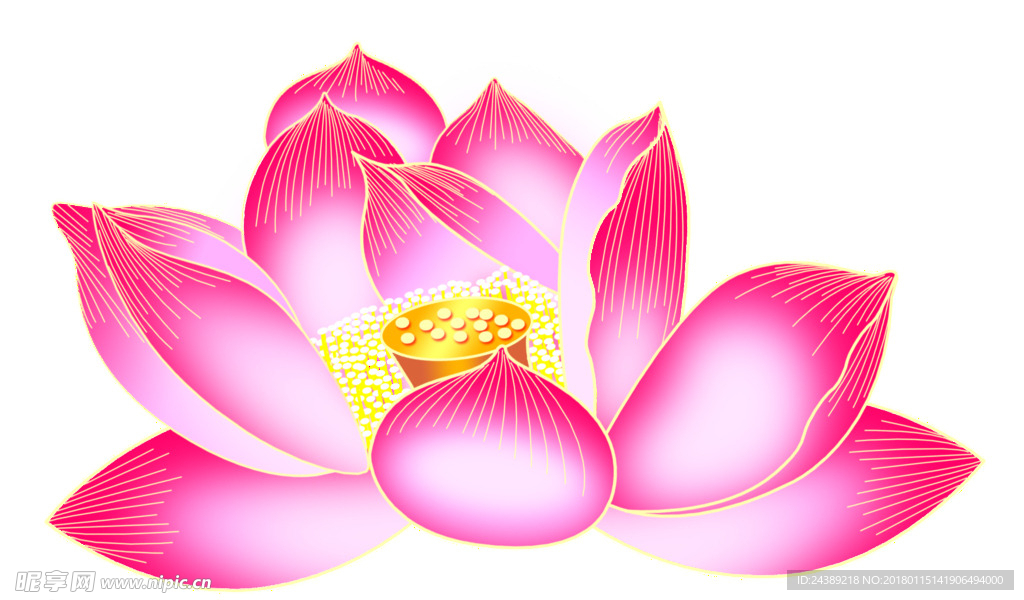 荷花