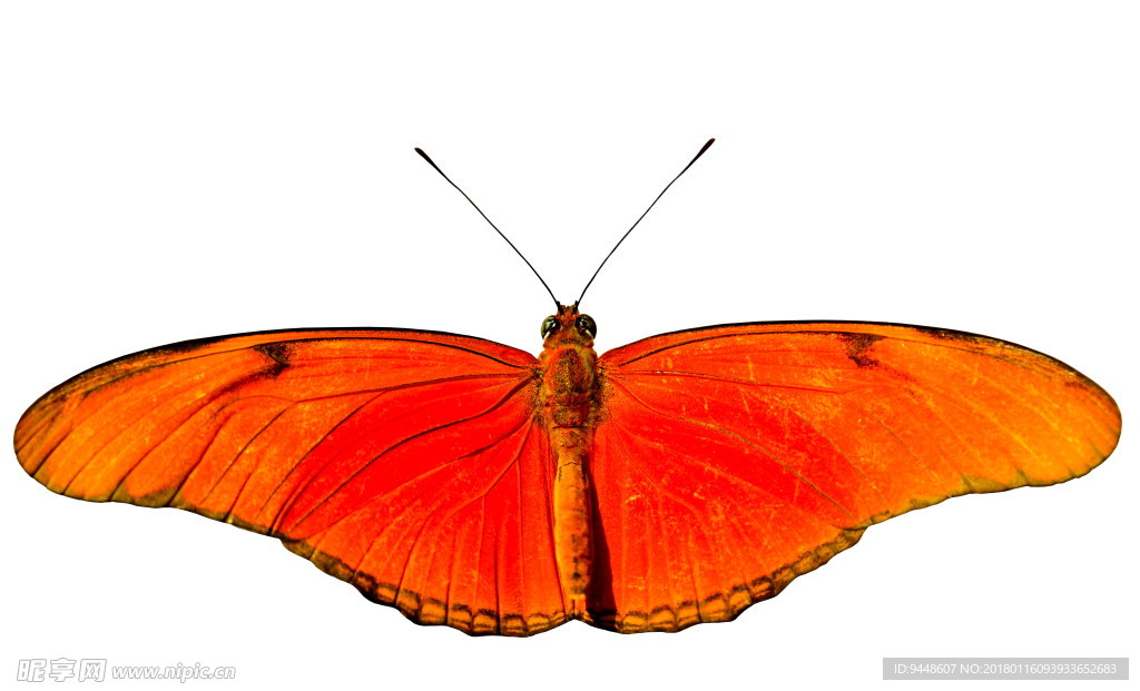 红色蝴蝶标本图片