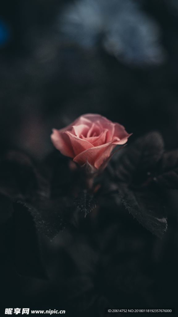 盛開的玫瑰花