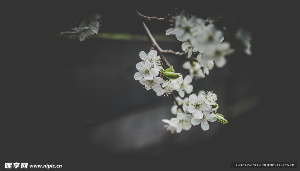 潔白的花朵