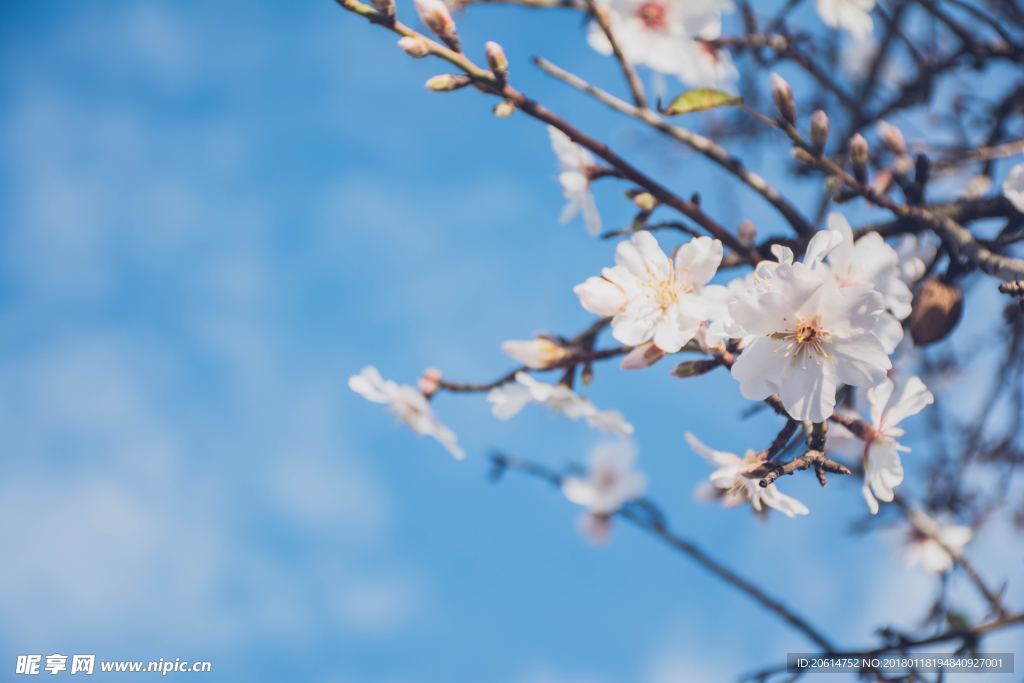 潔白的花朵