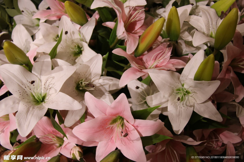 百合花