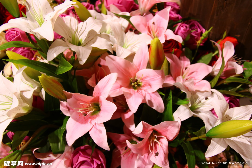 百合花