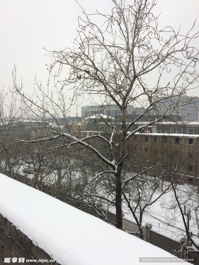 枯樹枝