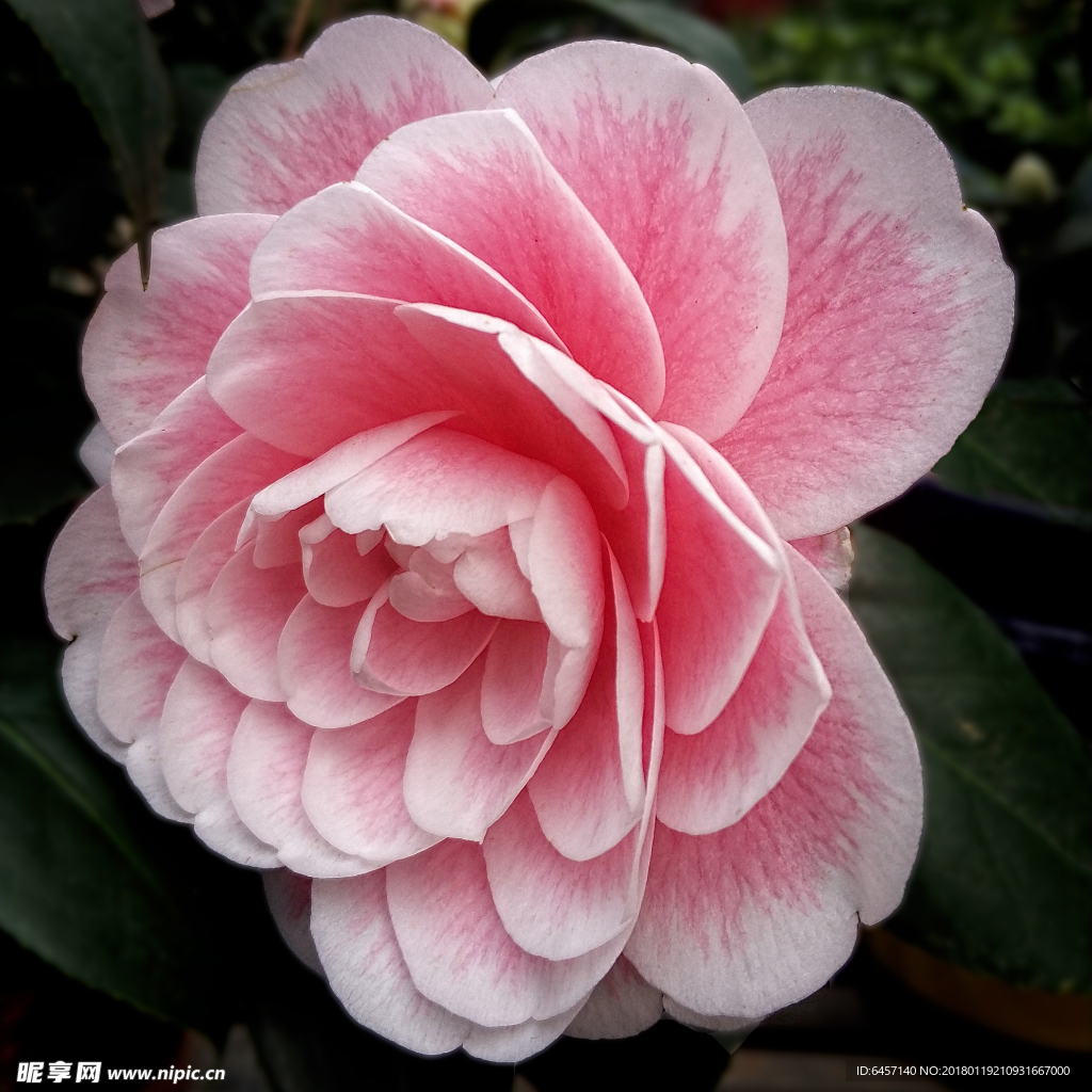 五彩茶花