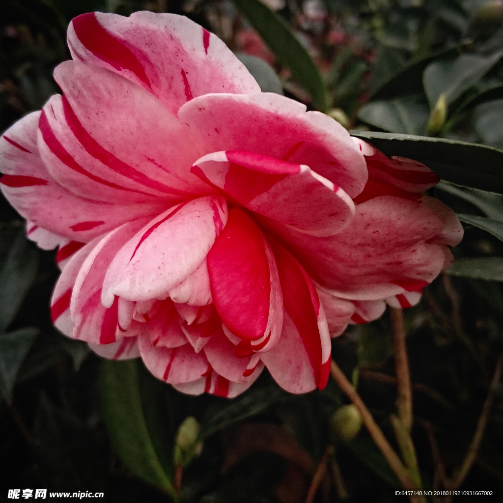 五彩茶花