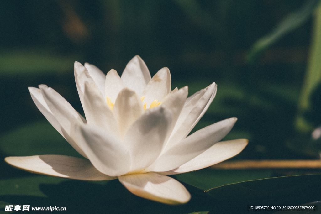 淡雅清新的蓮花