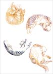 手绘水彩清新猫咪睡觉素材海报