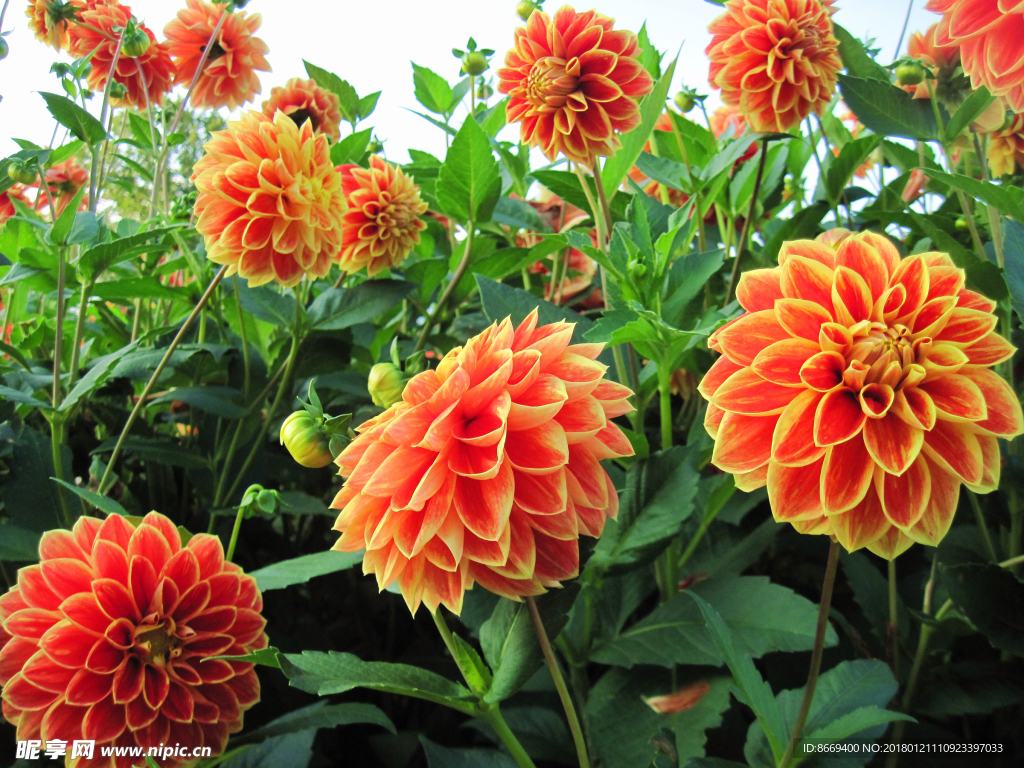 大丽花花蕾橙色花卉