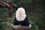 大熊猫·国宝
