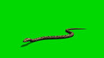 老蛇绿屏抠像视频素材